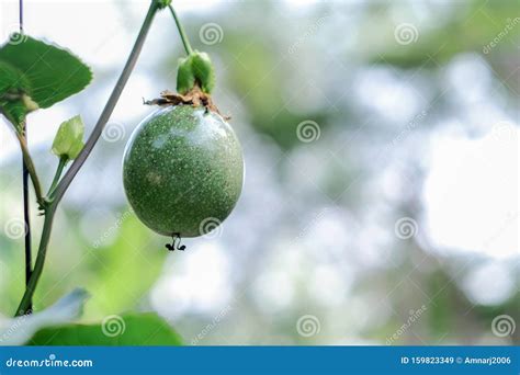 Young Passion Fruit on Tree in Garden Stock Image - Image of organic ...