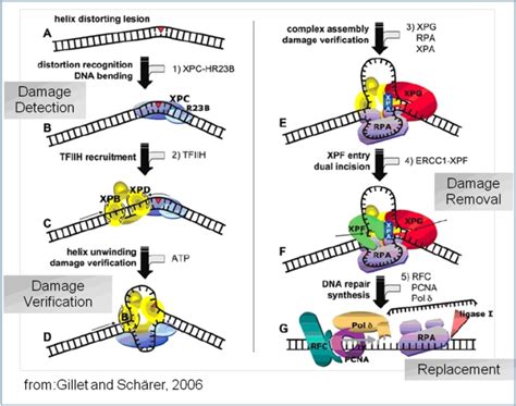 Nucleotide Excision Repair Of Dna Damage