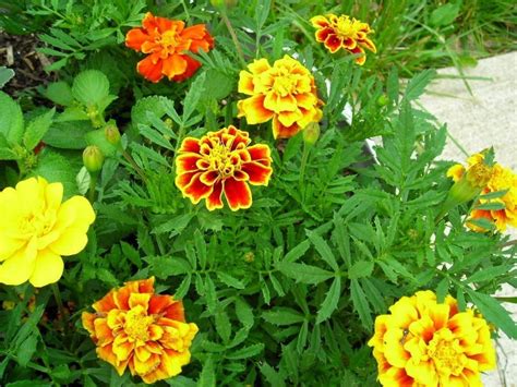 Heirloom French Marigold Seeds Grow A Vintage By Sevenacrewoods