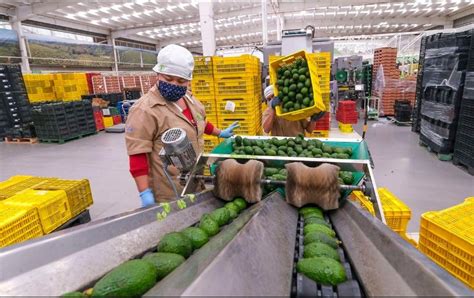 Aguacate De Jalisco Por Qu Es Importante Exportar Esta Fruta A