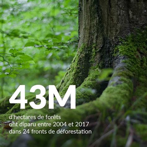 Millions Dhectares De For Ts Ont Disparu Entre Et