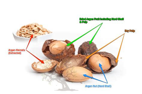 Argan Fruit: Anatomy And Socioeconomic Impact