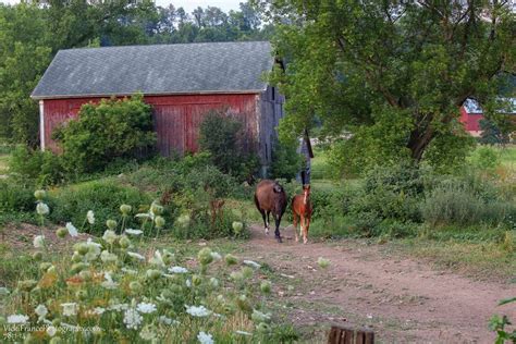 Farm Animals