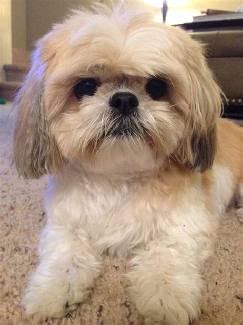 10 Shih Tzu Dog Names With Their Meaning Shih Tzu Puppy Shih Tzu