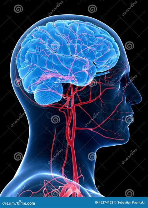 Las Arterias Del Cerebro Y De La Cabeza Stock De Ilustraci N