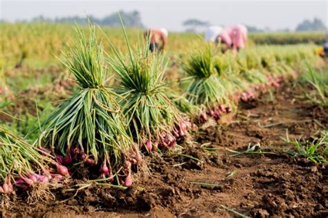 Cara Menanam Bawang Merah Yang Mudah Di Rumah