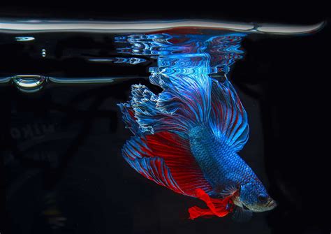 Do Betta Fish Breathe Air The Fascinating Facts