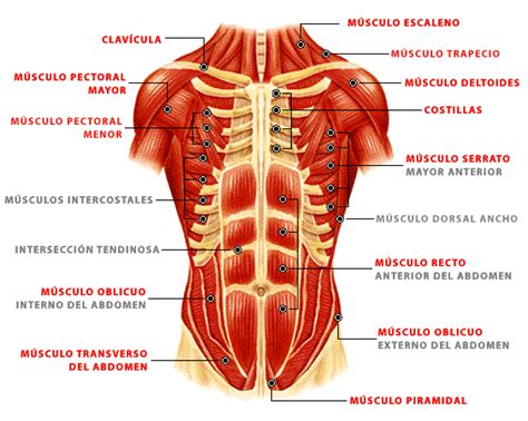 Funciones De Los Diferentes Músculos Abdominales Ejercicios En Casa