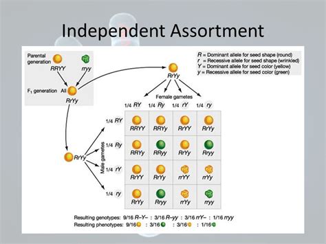 Independent Assortment Punnett Square