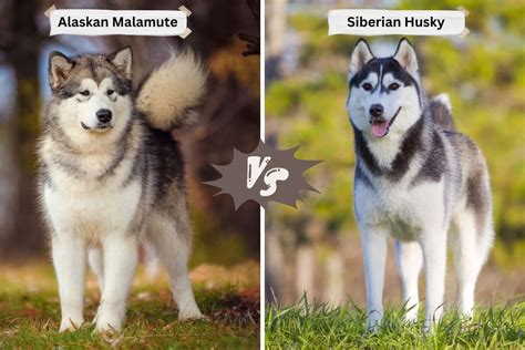 Alaskan Malamute Vs Siberian Husky Key Differences