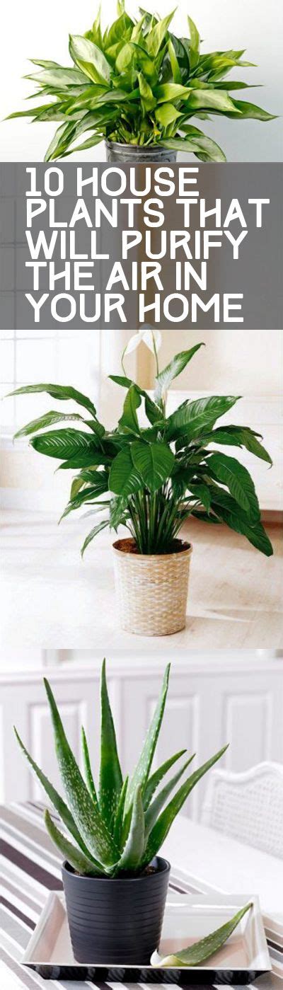 I Love Having Plants Around The House Did You Know That Air Purifying Plants Help To Remove