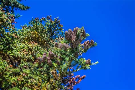 Fir tree cones stock photo. Image of cones, conifer - 165772232