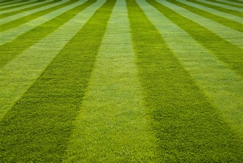 Wallpaper Grass Field Green Stadium Hd Widescreen High Definition Fullscreen