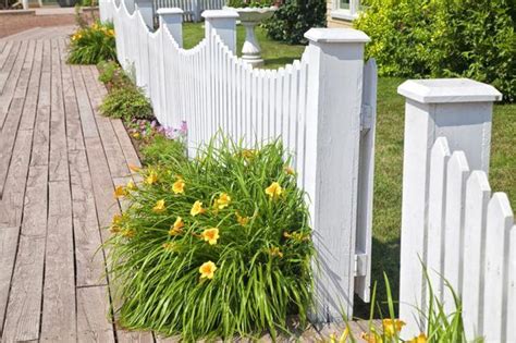 Learn What Is The Difference Between A Tiger Lily And A Daylily How