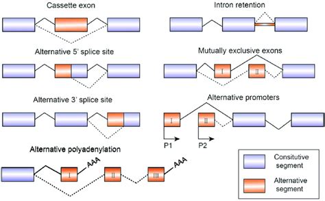 Schematic figure representing seven modes of alternative splicing of ...