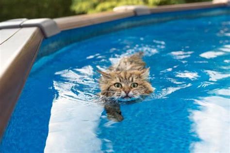 TOP 7 des races de chats qui aiment l eau À découvrir vite