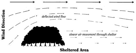 The Shelterbelt Initiative Tree Nursery Uk