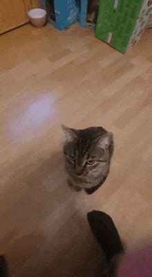 Cat Bonk GIF - Cat Bonk - Discover & Share GIFs