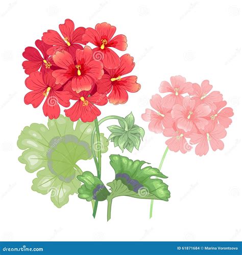 Flor Aislada Del Geranio En Un Fondo Blanco Ilustración del Vector