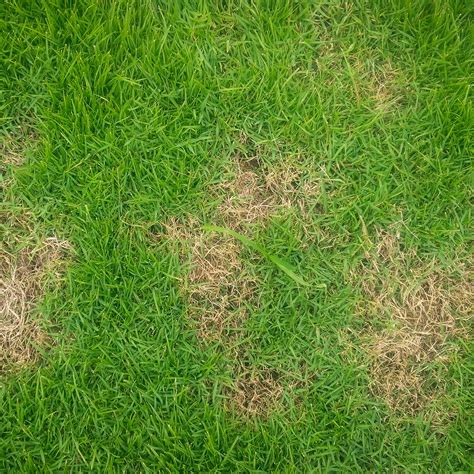 Lawn Disease: Pythium Blight | Cardinal Lawns