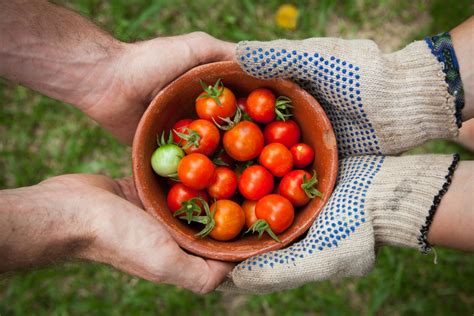 Gardening Secrets The Experts Never Tell You Dengarden