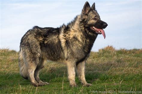 Chien Berger Allemand Poil Long Alys De La L Gende Du Loup Noir