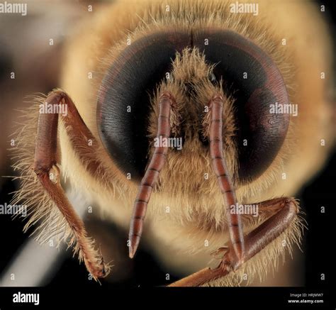 Honey Bee Apis Mellifera Drone Stock Photo Alamy