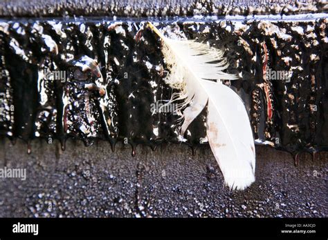 Tar And Feather High Resolution Stock Photography and Images - Alamy