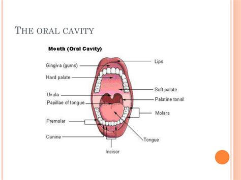 Mouth Diagram Digestive System