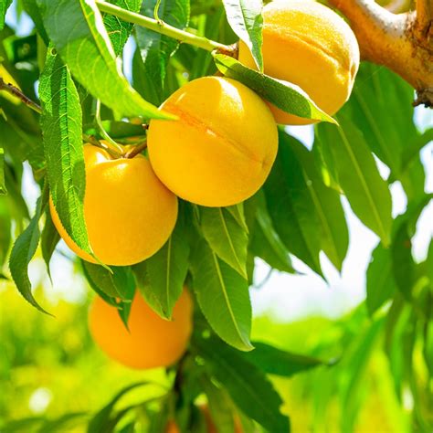 peach tree oom sarel kakamas   garden