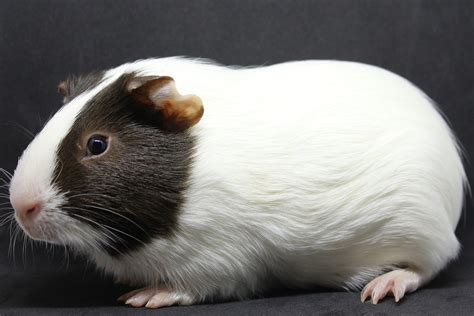 Guinea Pig Breeds - Different Types Of Guinea Pigs - PetReview