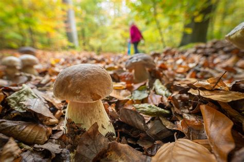 Les Petits Secrets De Margaux Champignons O Trouver Et Comment