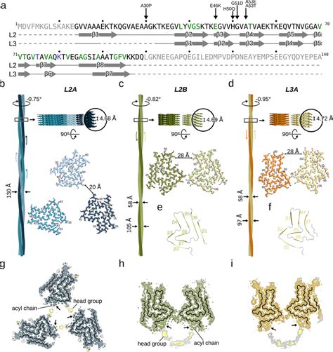 Cryo EM structures of L2 and L3 αSyn fibrils a See Fig 1a for details