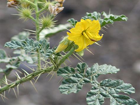 Buffalo bur! This Arizona plant can kill you