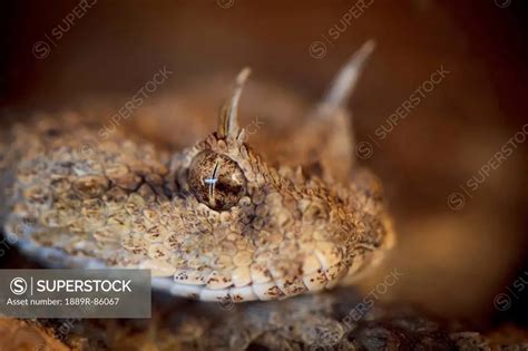 The Desert Horned Viper Cerastes Cerastes Israel SuperStock