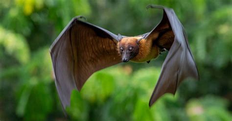 bat animal pictures   animals