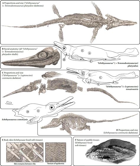 Mark Witton on Twitter: "@Dean_R_Lomax @cpdinosaurs @NHM_London Indeed ...