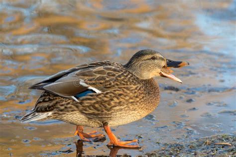 Duck Eating Bread on the Shore Stock Image - Image of animal, outdoor: 235602557