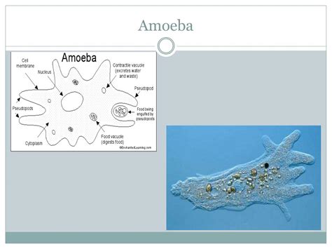 Ppt Structure And Function Of Single Celled Organisms Powerpoint Presentation Id1560928