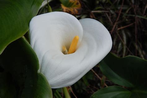 Planta Copo De Leite Como Cultivar E Cuidar Em Casa