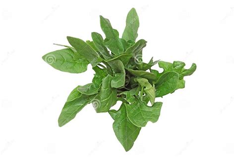 Spinach In A White Background Stock Photo Image Of Vegetable Leaf