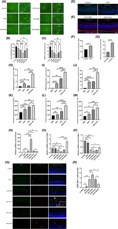 Saa Regulated Microglial Cell Activation Polarization And The