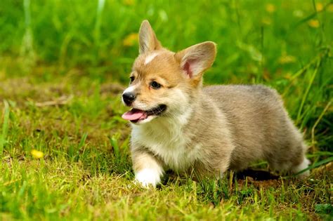 What Is A Pembroke Welsh Corgi Myfavcorgi