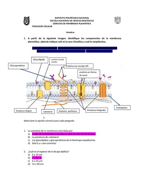 Ejercicio De Membrana PlasmÁtica Ejercicios De Fisiología Docsity