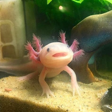 The Sisters Of The Sacred Salamander — Kingdom Of Style Axolotl Cute