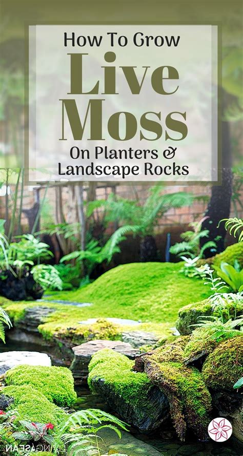 How To Grow Live Moss On Pots And Landscape Rocks Artofit