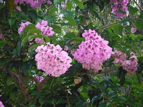 Bougainvillea Arborea Tree Bougainvillea1 3 Richard Lyons Nursery