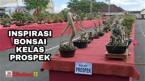 KELAS PROSPEKPAMERAN BONSAI TULUNGAGUNG 2022 YouTube