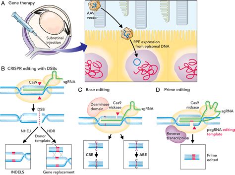 Precision Genome Editing In The Eye Pnas