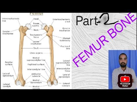 FEMUR BONE LEC IN ONE SHOTS Part 2 Medical Anatomy Medicalstudent